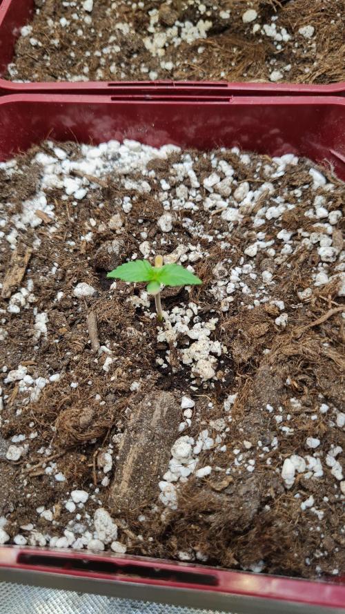 The Mexican Quarter. Week 2