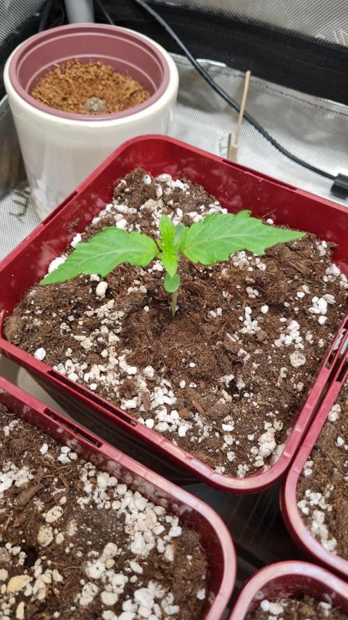 The Mexican Quarter. Week 2