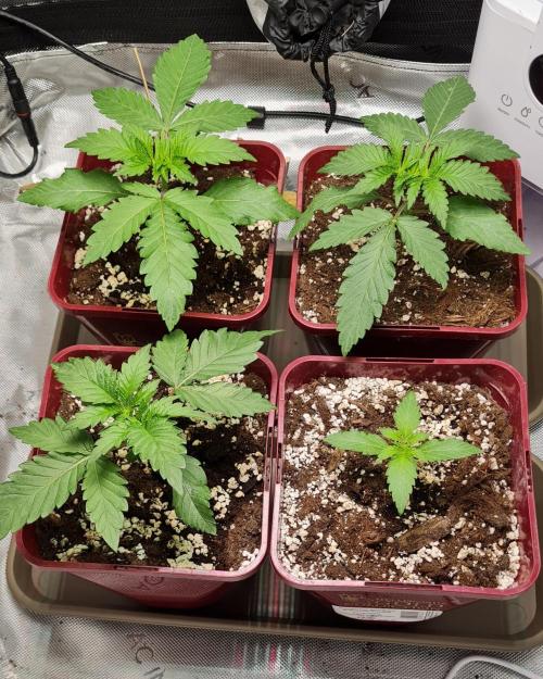 The Mexican Quarter. Week 3