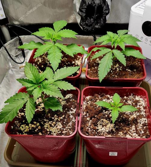The Mexican Quarter. Week 3