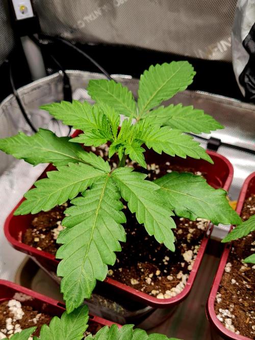 The Mexican Quarter. Week 3