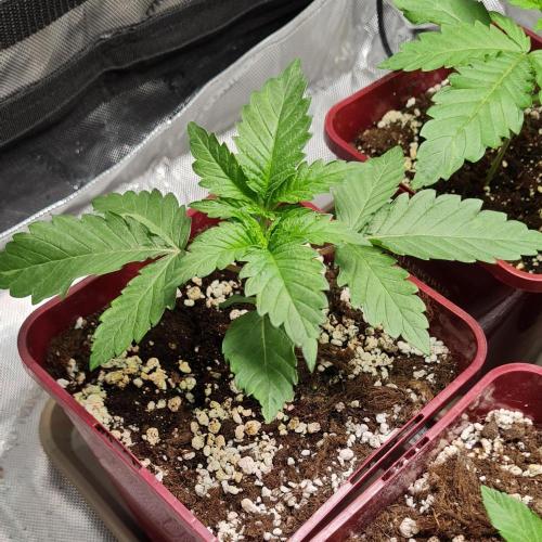 The Mexican Quarter. Week 3