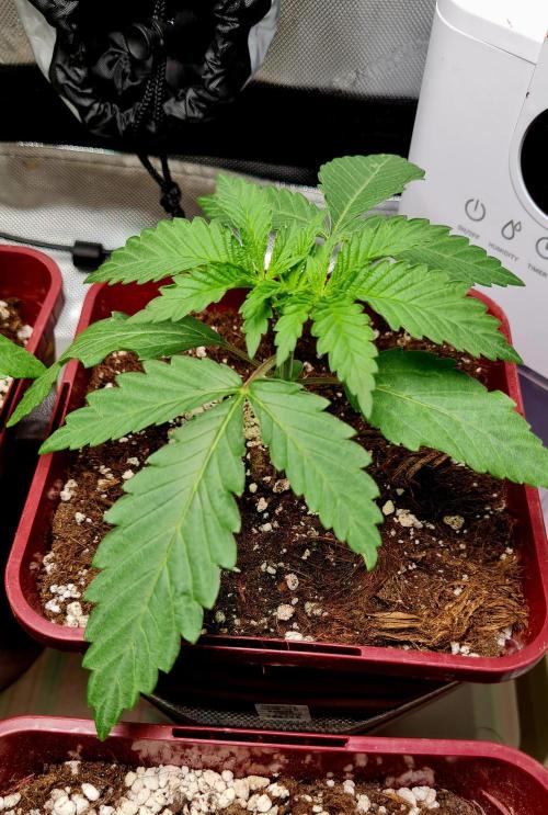 The Mexican Quarter. Week 3