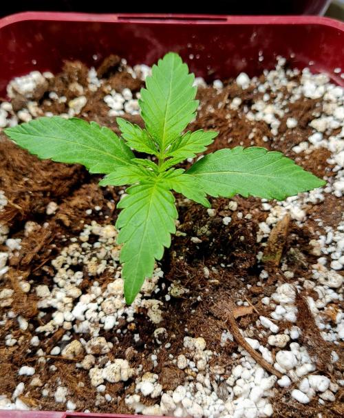 The Mexican Quarter. Week 3