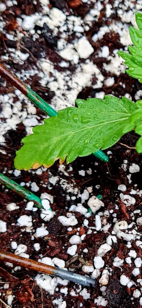 Sleep Outside. Week 3 - Leaf damage