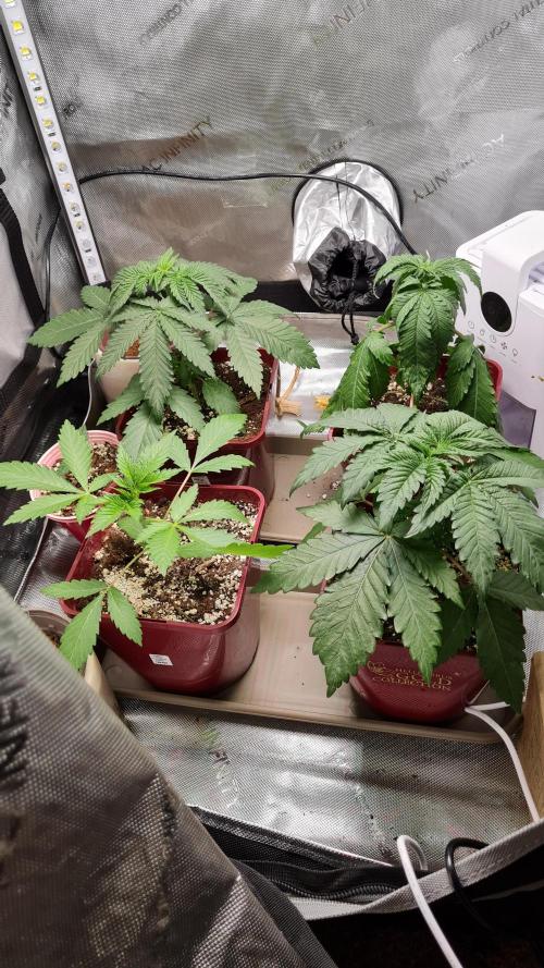 The Mexican Quarter. Week 4