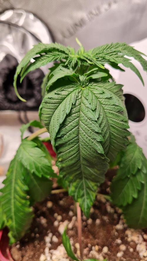 The Mexican Quarter. Week 4