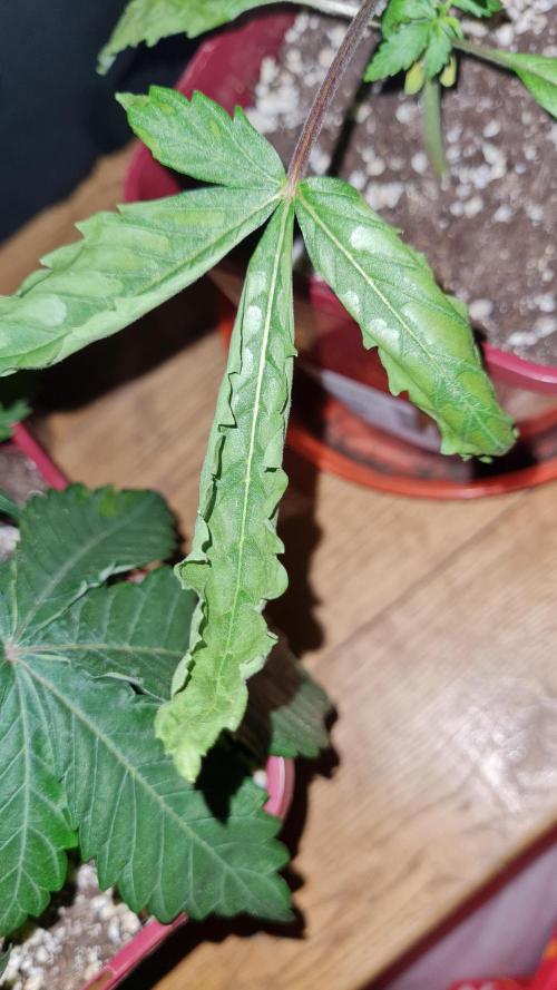 The Mexican Quarter. Week 4