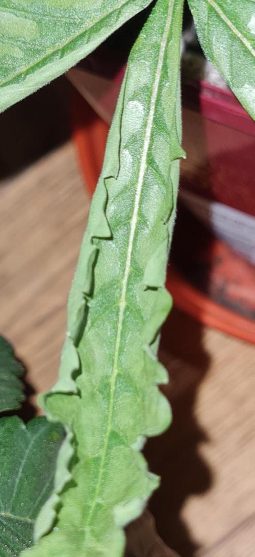 The Mexican Quarter. Week 4