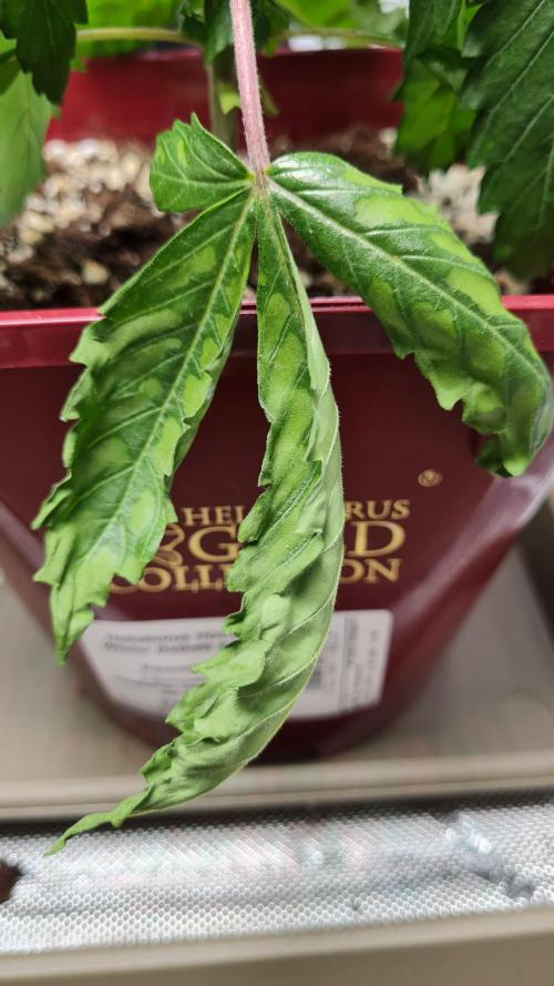 The Mexican Quarter. Week 4