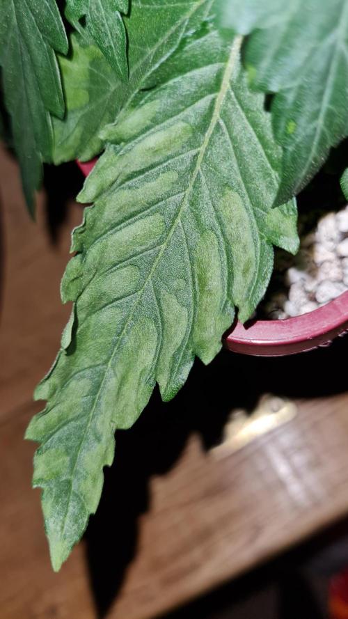 The Mexican Quarter. Week 4