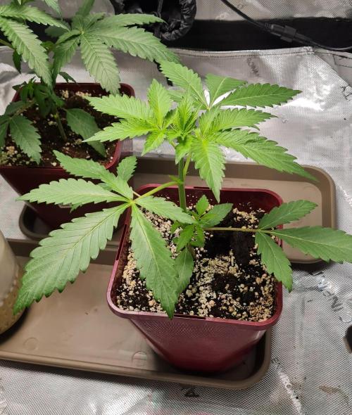 The Mexican Quarter. Week 4