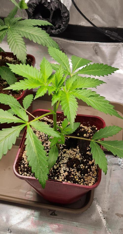 The Mexican Quarter. Week 4
