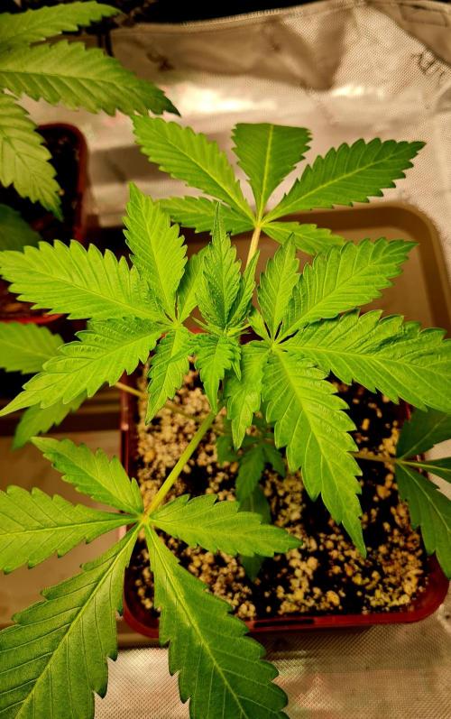 The Mexican Quarter. Week 4