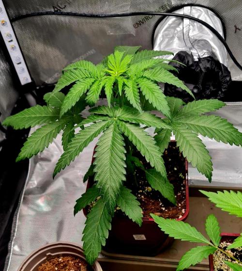 The Mexican Quarter. Week 4