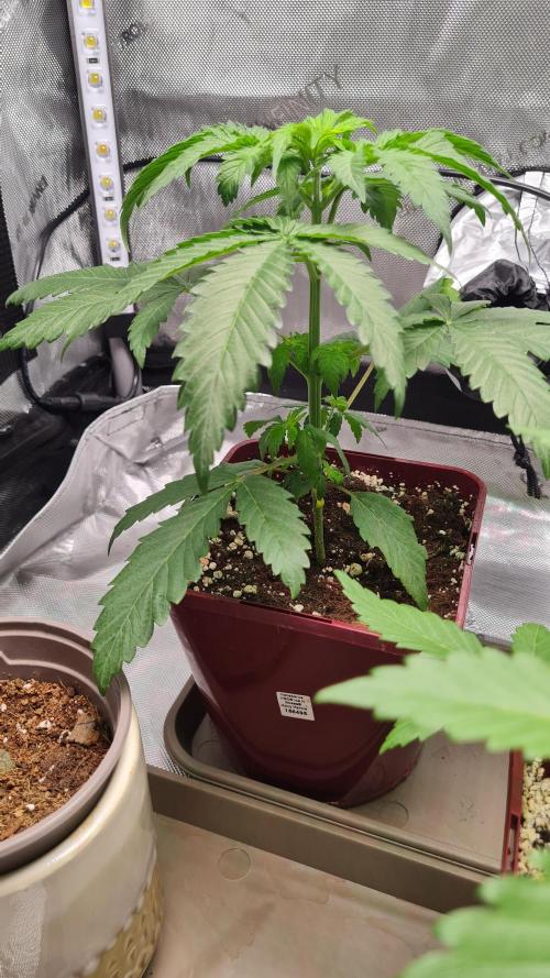 The Mexican Quarter. Week 4
