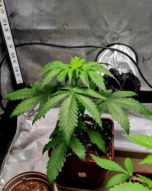The Mexican Quarter. Week 4