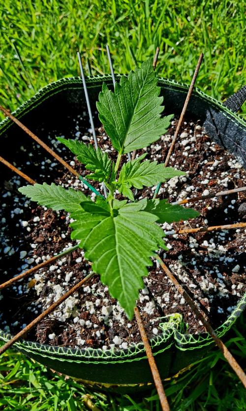 Sleep Outside. Week 4