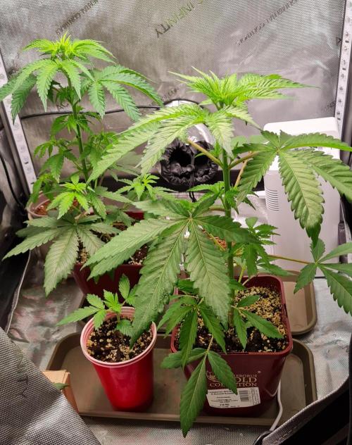 The Mexican Quarter. Week 5