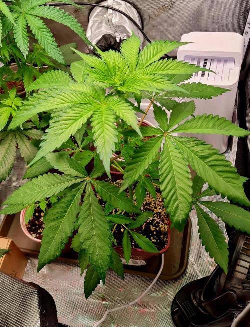 The Mexican Quarter. Week 5