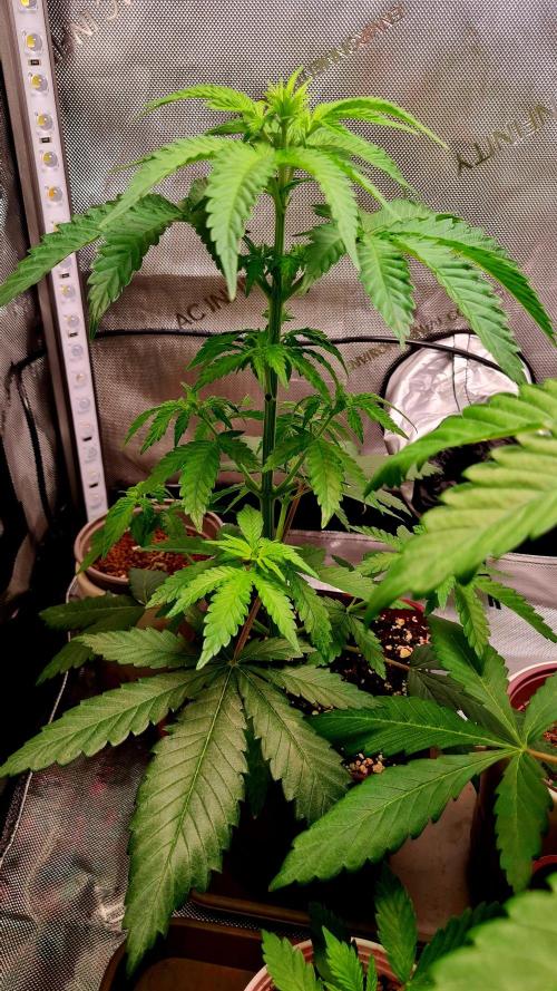 The Mexican Quarter. Week 5