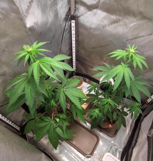 The Mexican Quarter. Week 6