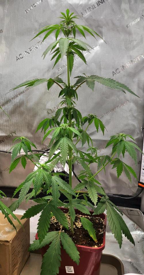 The Mexican Quarter. Week 6