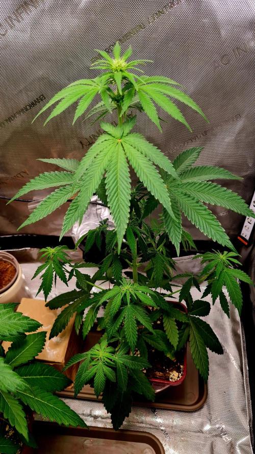 The Mexican Quarter. Week 6