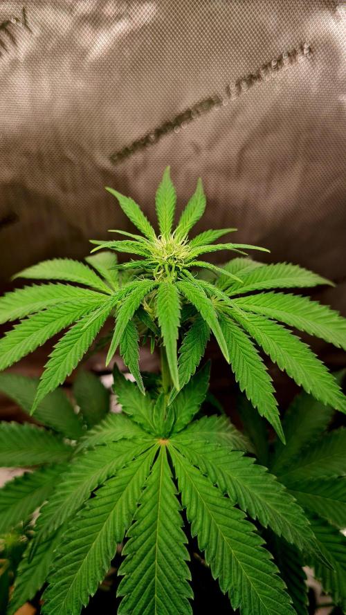 The Mexican Quarter. Week 6