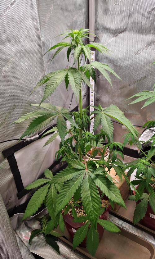 The Mexican Quarter. Week 6