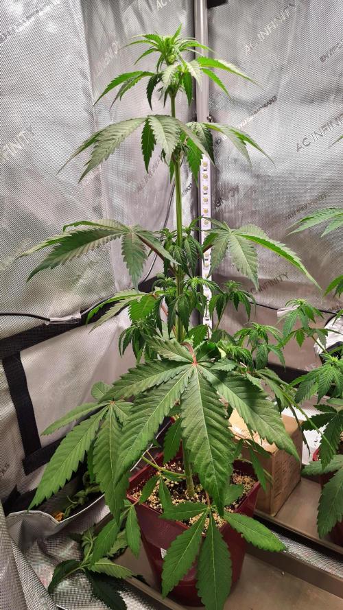 The Mexican Quarter. Week 6