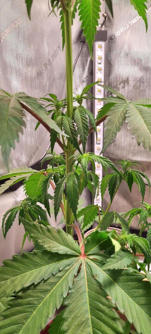 The Mexican Quarter. Week 6
