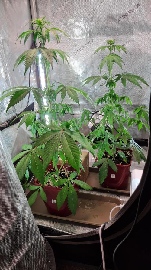 The Mexican Quarter. Week 6