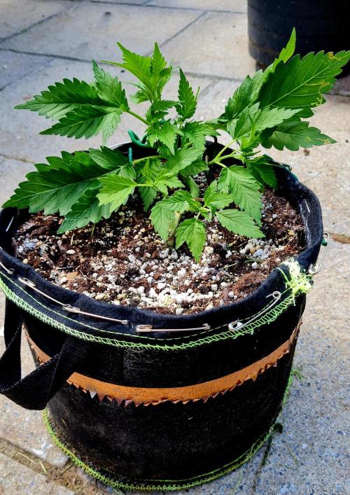 Sleep Outside. Week 6