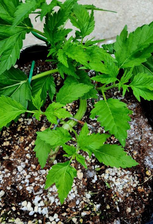 Sleep Outside. Week 6