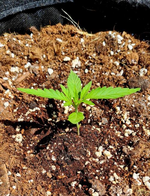 Sundae Worship 🙏. Week 4