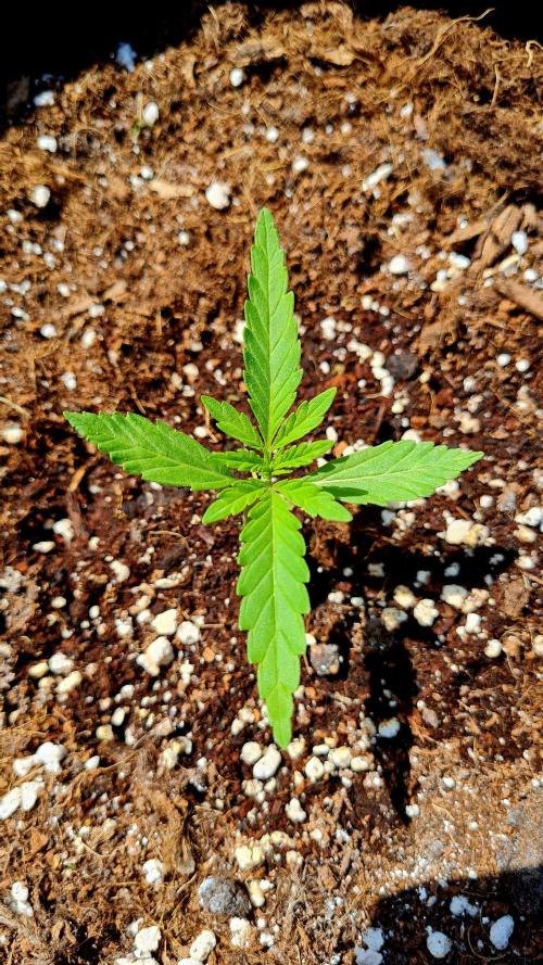 Sundae Worship 🙏. Week 4