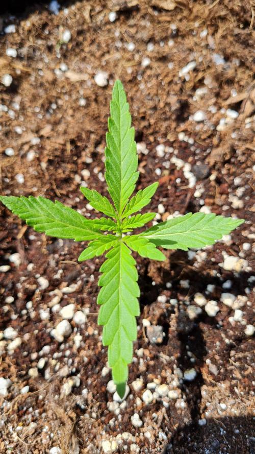 Sundae Worship 🙏. Week 4