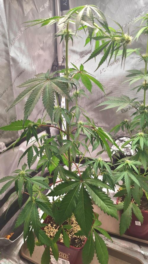 The Mexican Quarter. Week 7