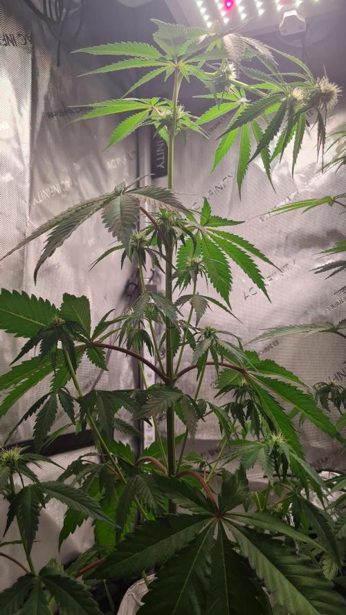 The Mexican Quarter. Week 7