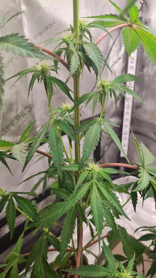 The Mexican Quarter. Week 7