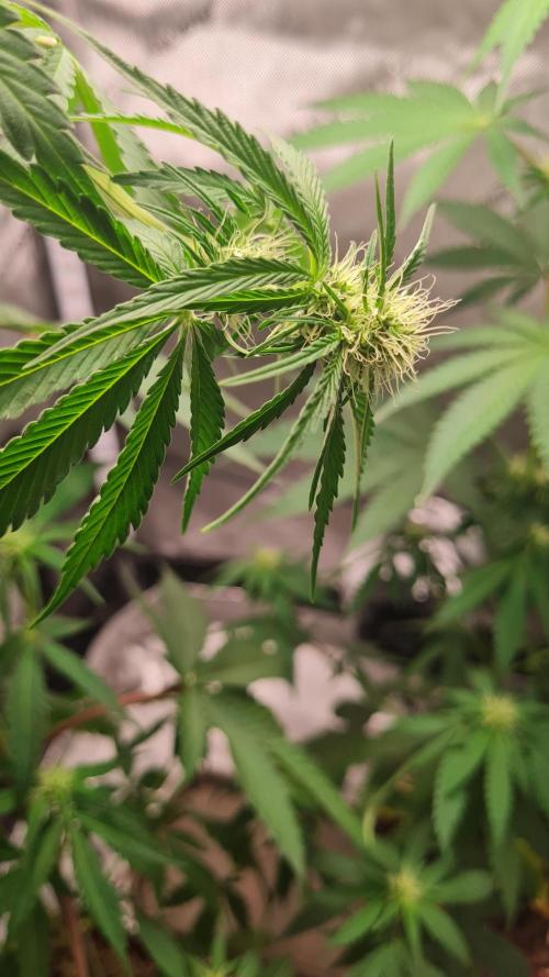 The Mexican Quarter. Week 7