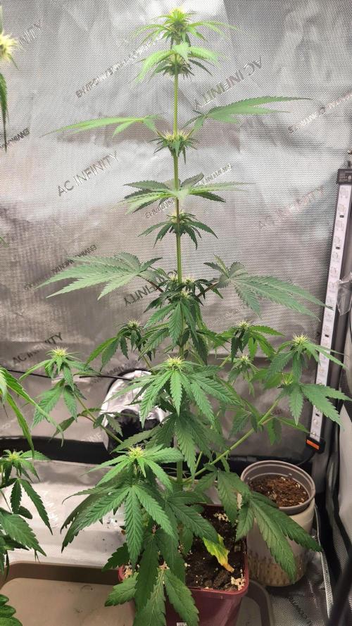 The Mexican Quarter. Week 7