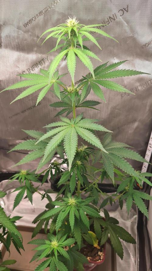 The Mexican Quarter. Week 7