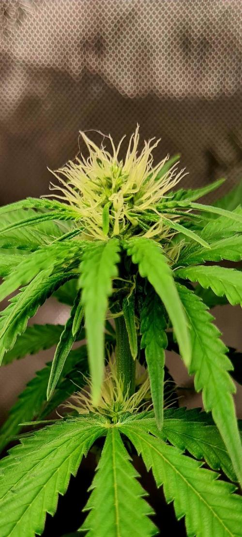 The Mexican Quarter. Week 7