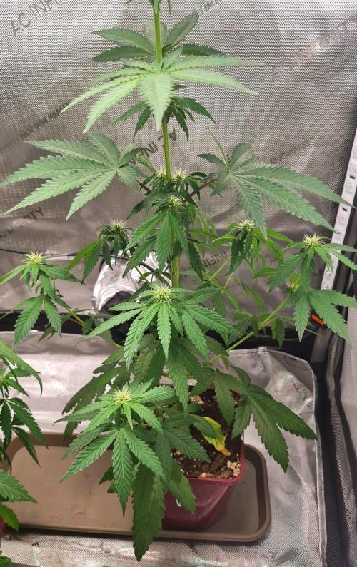 The Mexican Quarter. Week 7