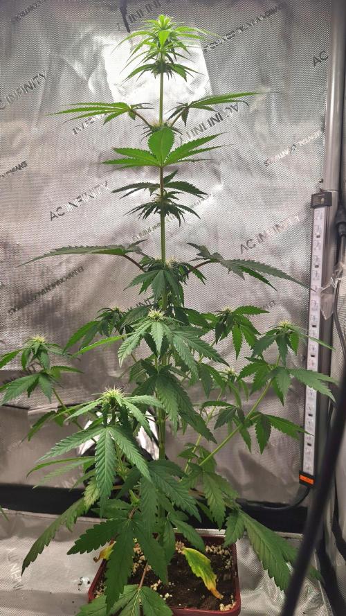 The Mexican Quarter. Week 7