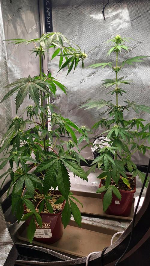 The Mexican Quarter. Week 7