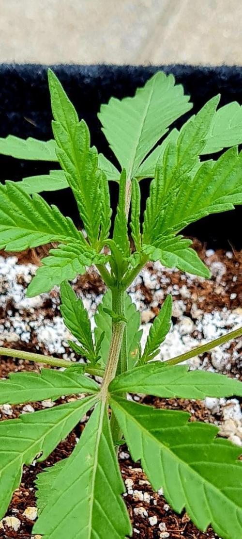 Sundae Worship 🙏. Week 5