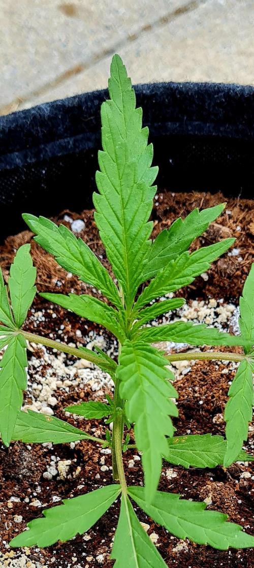 Sundae Worship 🙏. Week 5